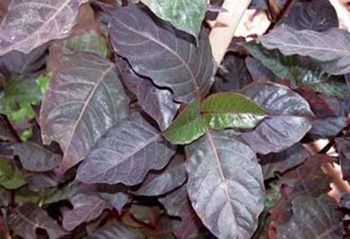 daun puding atau daun ungu untuk meredakan demam pada ayam bangkok