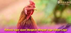 Rahasia Agar Ayam Bangkok Menjadi Jago Dalam Laga