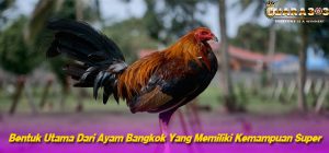 Bentuk Utama Dari Ayam Bangkok Yang Memiliki Kemampuan Super