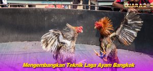 Mengembangkan Teknik Laga Ayam Bangkok